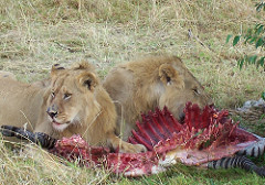 Lions mangeant un zèbre